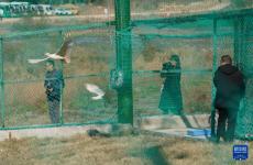 江西啟動(dòng)朱鹮野化放歸項(xiàng)目