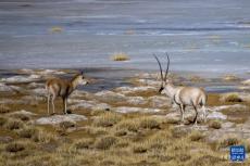 西藏色林錯(cuò)湖邊的藏羚羊