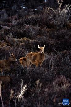 “失而復得”的西藏馬鹿