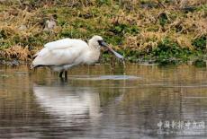 徽州區(qū)：“鳥中大熊貓”首現(xiàn)西溪南