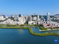 福建廈門：紅樹林構(gòu)筑濱海綠色長廊