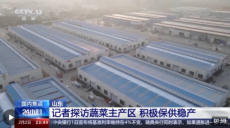 山東多地普降大雪 蔬菜如何做到價穩(wěn)量足？