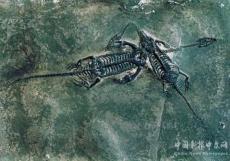 龍的故鄉(xiāng)在余慶，153個帶“龍”地名為證