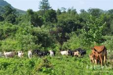 湖南宜章縣司法局：社區(qū)矯正對(duì)象變成養(yǎng)殖能手