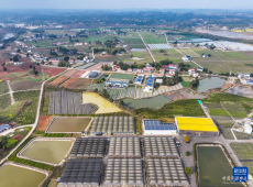 生態(tài)產(chǎn)業(yè)讓鄉(xiāng)村面貌煥然一新