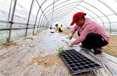 安徽廬江：搶農(nóng)時 10萬株西瓜苗移栽忙