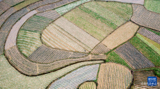 春分將至農(nóng)事忙