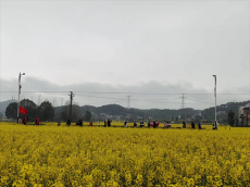 菜花作景 田野當臺丨坪塘村“微型創(chuàng)意村晚”在花中開演