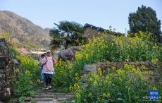 春季山鄉(xiāng)花朝節(jié)
