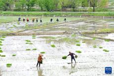 各地農(nóng)民搶抓農(nóng)時(shí) 春耕生產(chǎn)正當(dāng)時(shí)