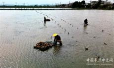 安徽廬江：氣溫回升好種藕