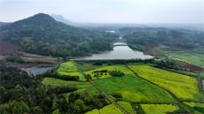 安徽廬江：人間最美四月天