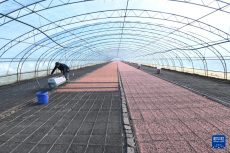 “大糧倉(cāng)”黑龍江春播生產(chǎn)拉開序幕