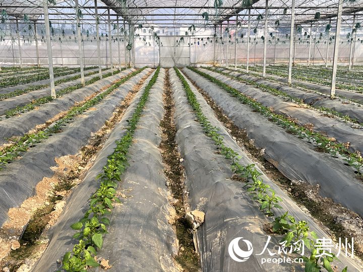貴陽市臨江村高標(biāo)準(zhǔn)蔬菜保供基地內(nèi)蔬菜長勢良好。人民網(wǎng) 陳潔泉攝