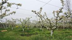 廬江縣郭河鎮(zhèn)：梨花開(kāi)滿園 充盈好“錢”景