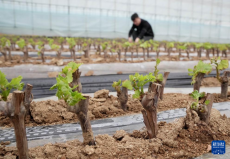 河北昌黎：暖棚葡萄進入收獲季