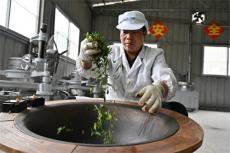 湖南隆回：能工巧匠手工炒茶
