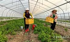 安徽廬江：特種蔬菜市場(chǎng)俏