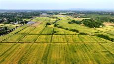 安徽廬江：小麥漸熟 豐收在望