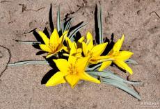 珍稀瀕危植物蒙古郁金香在內(nèi)蒙古草原綻放