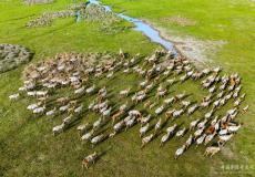 黃海濕地麋鹿種群持續(xù)攀升