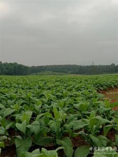 湖南藍山“三個集中”走活烤煙種植“棋”