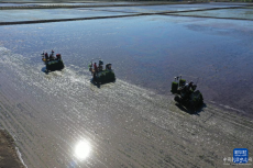 “大糧倉(cāng)”黑龍江三江平原水田插秧全面啟動(dòng)