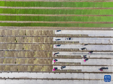 江蘇射陽：合作社育秧忙