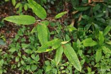 廣西發(fā)現(xiàn)我國首株野外膝柄木小苗