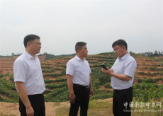 湖南攸縣：黨建領辦村林場 破解“難題”迎發(fā)展