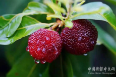 金甲楊梅熟了！快來珠暉品嘗今夏的第一口酸甜