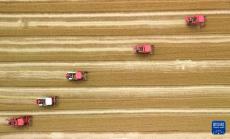 全國已收獲冬小麥面積1.26億畝