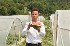 甜蜜上市！貴州天柱的西瓜熟了