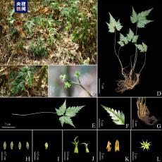 新物種！云南發(fā)現(xiàn)“極?！蹦细呃柝朁S連