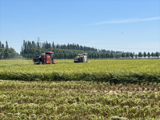 安徽廬江縣郭河鎮(zhèn)：盛夏時(shí)節(jié)“雙搶”忙