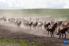 詩(shī)意中國(guó)丨牧馬祁連 延綿千年