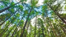 【沿著總書記的足跡】林海塞罕壩