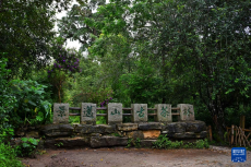 高質(zhì)量發(fā)展調(diào)研行｜景邁山上，“人在草木間”