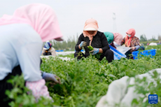 冷涼蔬菜迎來(lái)熱銷季