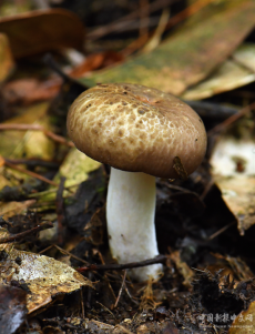 驚喜不斷！福建永安天寶巖上新兩個全球新物種