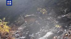 拍到“新物種”！云南福貢首次拍到赤斑羚活動影像