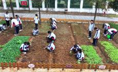 安徽廬江：勞動實踐助成長