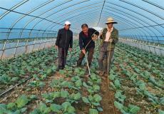 安徽廬江：有機蔬菜種植 助力鄉(xiāng)村振興