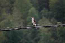 森林猛禽！福建永安喜添鳥類新記錄種日本松雀鷹