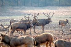 麋鹿國家保護(hù)研究中心正式掛牌