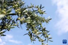 一顆油橄欖 萬里同豐收