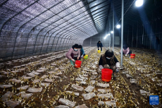 山東萊西：小菌種帶農(nóng)“強村共富”