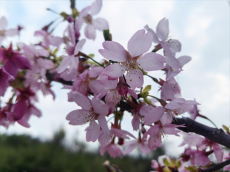 組圖｜衡陽市珠暉區(qū)：云鷲峰下櫻花開 賞花游客紛至來