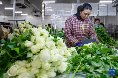 云南姚安：鮮花產(chǎn)業(yè)促就業(yè)