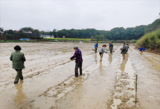 衡陽市珠暉區(qū)：春播正當(dāng)時(shí)?早稻育秧忙